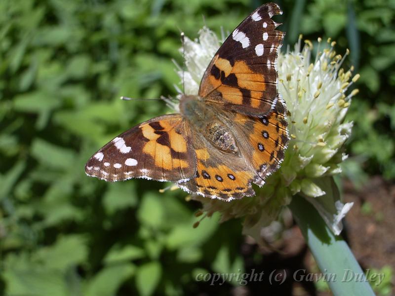 Flutterby, Trevannah IMGP0329.JPG